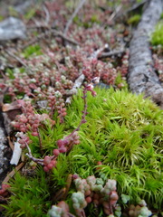 Sedum