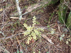 Phyllocladus trichomanoides