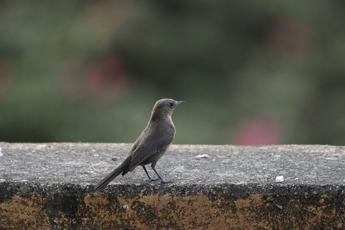 Brown Rock Chat