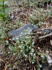 Sedum