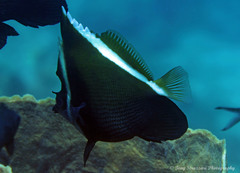 Heniochus varius
