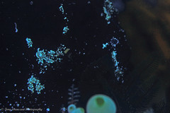 Antennarius commerson