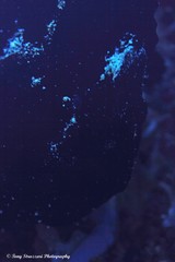 Antennarius commerson