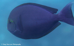 Acanthurus mata