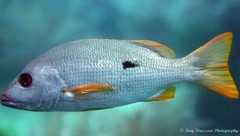 Lutjanus monostigma