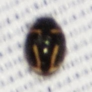 Hyperaspis trifurcata