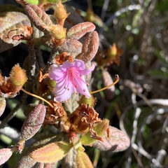 Rhododendron rubropilosum taiwanalpinum
