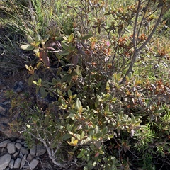 Rhododendron rubropilosum taiwanalpinum