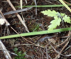 Alectryon excelsus excelsus