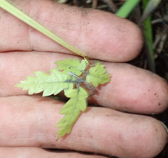 Alectryon excelsus excelsus