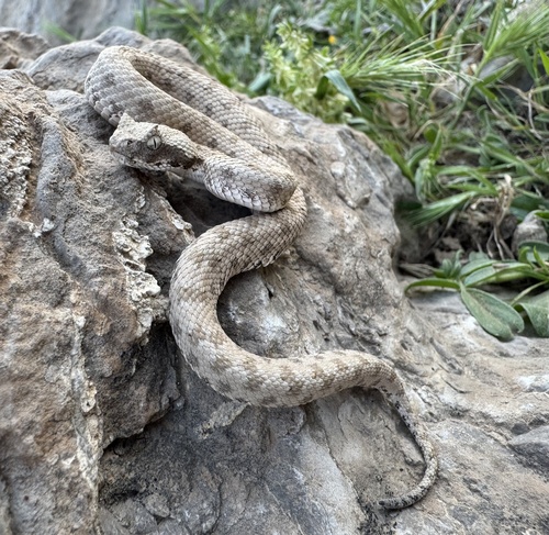Photo of a Persian Horned Viper (Pseudocerastes persicus)