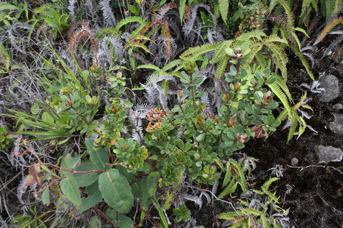 Rhododendron retusum