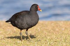 Dusky Moorhen photo 3