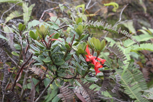 Rhododendron retusum observed 2025-04-14
