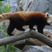 Red Pandas - Photo (c) Adam Fagen, some rights reserved (CC BY-NC-SA)