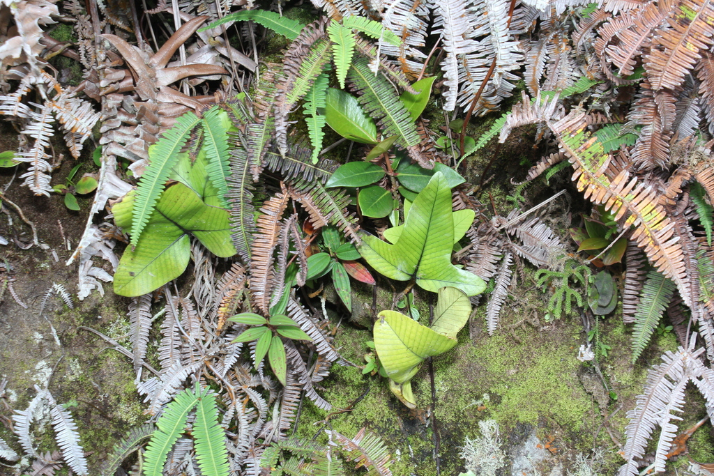 Selliguea triloba (Selliguea triloba)