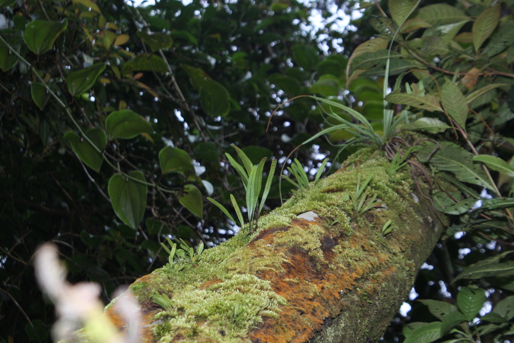 Selliguea subsparsa (Selliguea subsparsa)