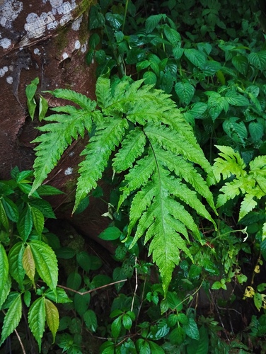 Tectaria melanocaulos observed 2025-04-14