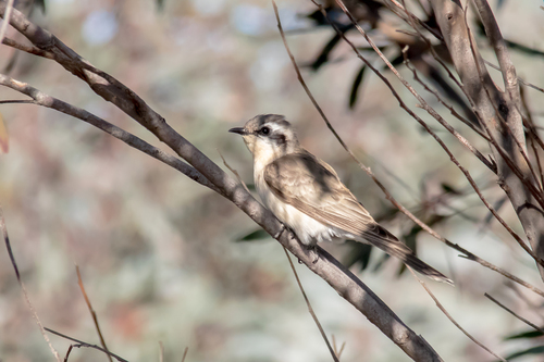 Black-eared Cuckoo (Chalcites osculans), photo 8