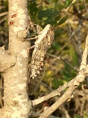 Cicada barbara lusitanica