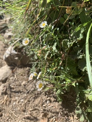 Erigeron morrisonensis
