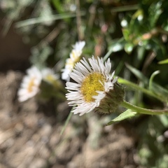 Erigeron morrisonensis