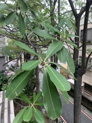 Alstonia