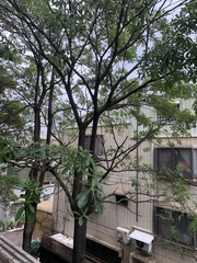 Alstonia
