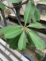 Alstonia