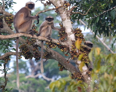 Semnopithecus hypoleucos