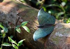 Dophla evelina