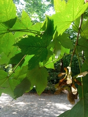 Acer pseudoplatanus