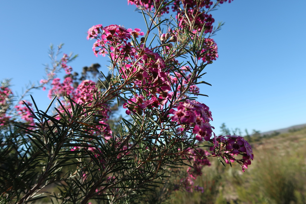 Chamelaucium uncinatum, Buffelsfontein, Albertinia South Cape DC, South Africa
