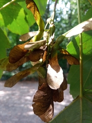 Acer pseudoplatanus