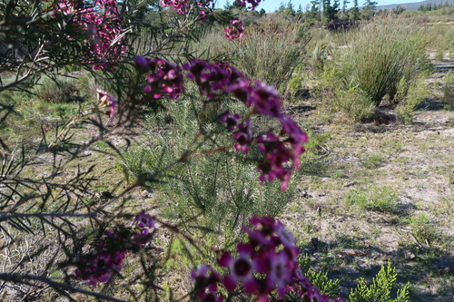 Image of Chamelaucium uncinatum by no rights reserved