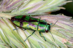 Melobasis purpurascens