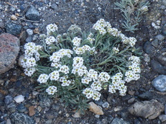 Ptilotrichum canescens