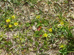 Halerpestes tricuspis