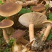 Mild Milkcap - Photo (c) Marco Floriani, some rights reserved (CC BY-NC), uploaded by Marco Floriani