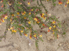 Caragana versicolor