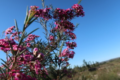 Chamelaucium uncinatum