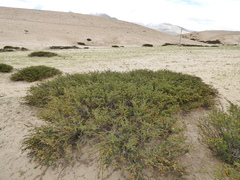 Caragana versicolor