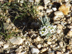 Ptilotrichum canescens