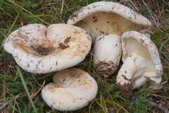 Lactifluus bertillonii