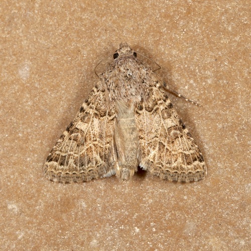 Schinia cupes photo 4