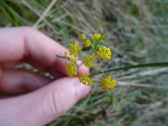 Bupleurum