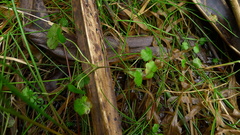 Hydrocotyle pterocarpa