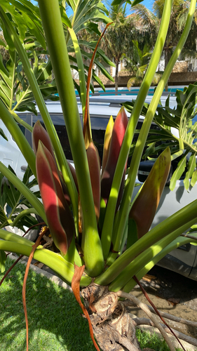 Thaumatophyllum xanadu