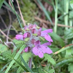 Pedicularis refracta transmorrisonensis