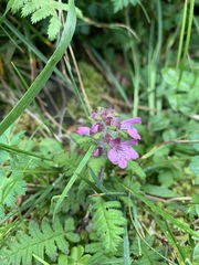 Pedicularis refracta transmorrisonensis